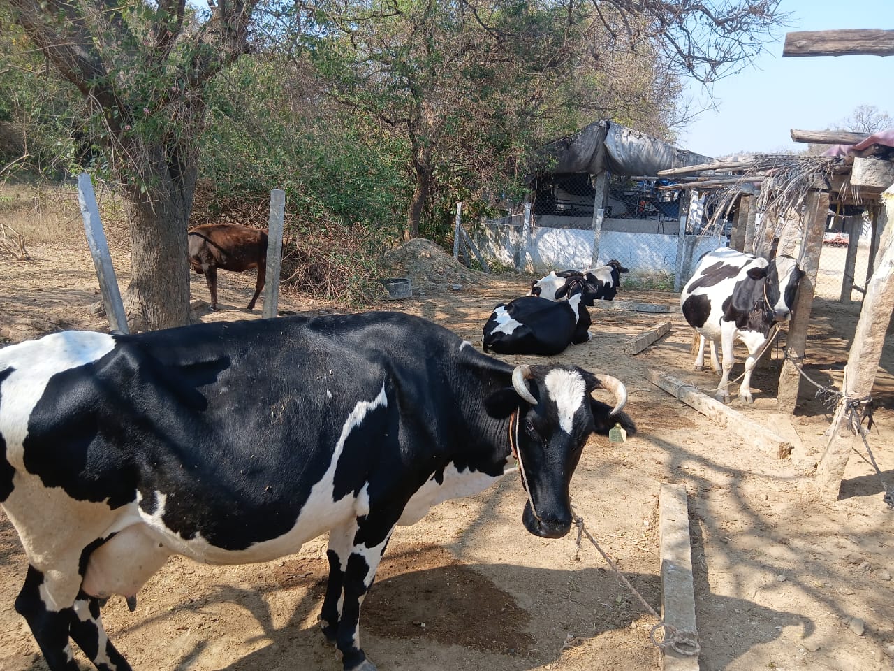 Desi Cow Milk
